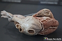 VBS_2852 - Cuore - Mostra Body Worlds